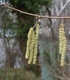 Леска - Corylus avellana