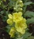 Лопен - Verbascum phlomoides L.