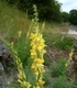 Луличка - Linaria Vulgaris L.