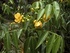 Майчин лист - Cassia Acutifolia