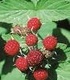 Малина - Rubus Idaeus