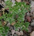 Мечо грозде - Thymus sp. Diversa L.