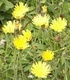 Миши уши - Hieracium pilosella L.