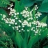 Момина сълза - Convallaria Majalis L.