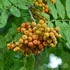 Офика - Sorbus Aucuparia