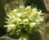 Пчелник - Marrubium vulgare L.