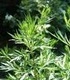 Пелин - Artemisia Absintum L.