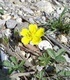 Петопръстник - Potentilla Reptans L.