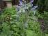 Пореч - Borago officinalis или echium amoenum