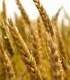 Каква е ролята на пшеницата в козметиката?