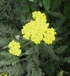 Жълт Равнец - Achillea Clypeolata L.