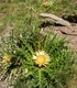 Решетка - Carlina Acanthifolia All.