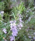 Розмарин -  Rosmarinus officinalis