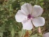 Ружа лечебна - Althaea Officinalis