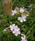 Сапуниче - Saponaria Officinalis L.