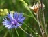 Синя метличина - Centaurea Cyanus L.