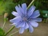 Синя жлъчка(цикория) - Cichorium Intybus