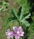 Слез - Malva Silvestris L.