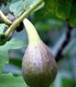 Смокиня - Ficus Carica L.