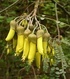 Софора - Sophora Japonica L.