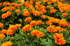 Турта - Tagetes Erecta L.