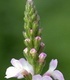 Върбинка - Verbena Officinalis L.