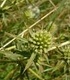 Ветрогон - Eryngium Campestre