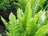 Волски език  - Asplenium scolopendrium