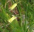 Зайча сянка - Asparagus officinalis