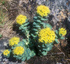 Златовръх - Rhodiola rosea L.