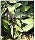 Бушменски отровен храст - Acokanthera oppositifolia
