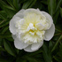 Божур - Paeonia Decora