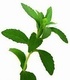 Стевия - Stevia Rebaudiana L.