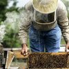Бъдещето на пчеларството е в производството на специфични видове мед