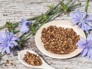 Не махайте горчивото на цикорията, именно то е лечебно!