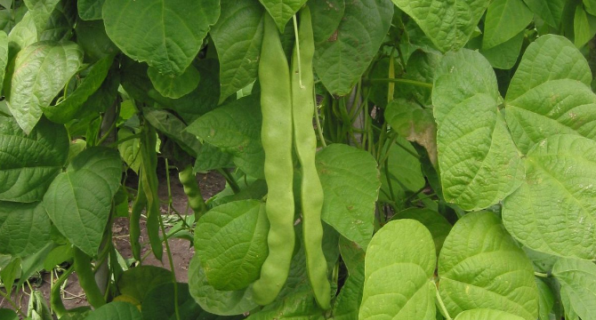 Бобови шушулки - Phaseolus Vulgaris L.