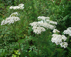 Бял Равнец - Achillea Millefolium L.