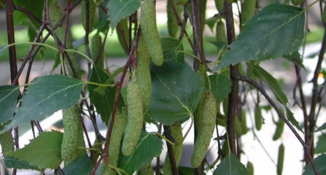 Бяла бреза - Betula pendula