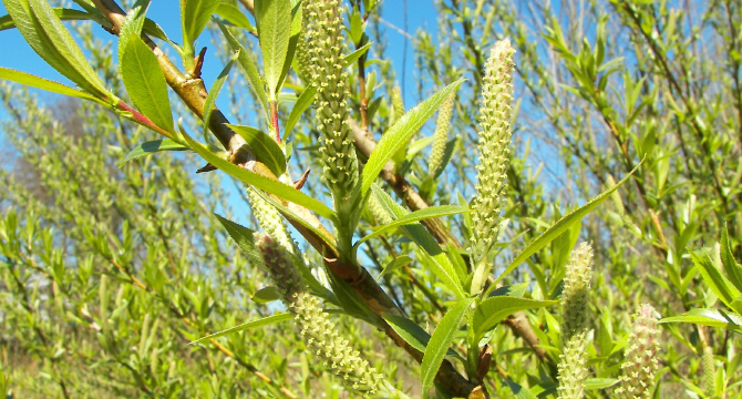 Бяла върба - Salix Аlba