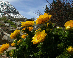 Гороцвет - Adonis vernalis L.