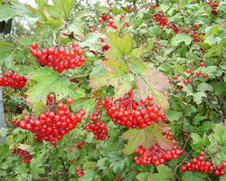 Калина - Viburnum opulus L.