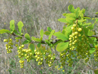 Кисел трън - Berberis Vulgaris L.