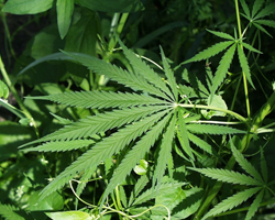 Коноп - Cannabis Sativa L.