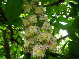 Конски кестен - Aesculus hippocastanum L.