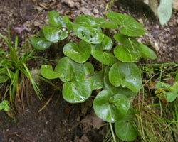 Копитник - Asarum europaeum L.