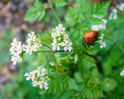 Кориандър - Coriandrum Sativum