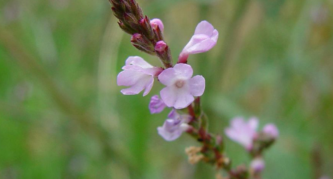 Върбинка - Verbena Officinalis L.
