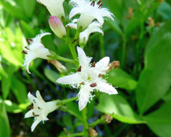 Водна детелина - Menyanthes trifoliata L.