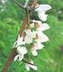 Акация - Robinia Pseudoacacia L.