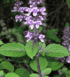 Босилек - Ocimum Basillicum